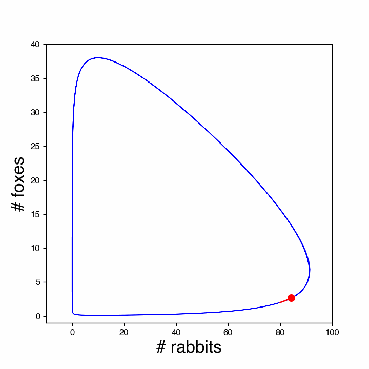 Phase plot of the rabbit-fox prey-predator model. The red dot shows the population at different times. Note that the number of rabbits quickly increases when there are very few foxes. However, at some point the number of foxes also goes up and soon the start reducing the rabbits, while increasing in numbers themselves. That is not sustainable and when the number of rabbits is brought down substantially, also the number of foxes decreases, until both are almost extinct and the cycle repeats.