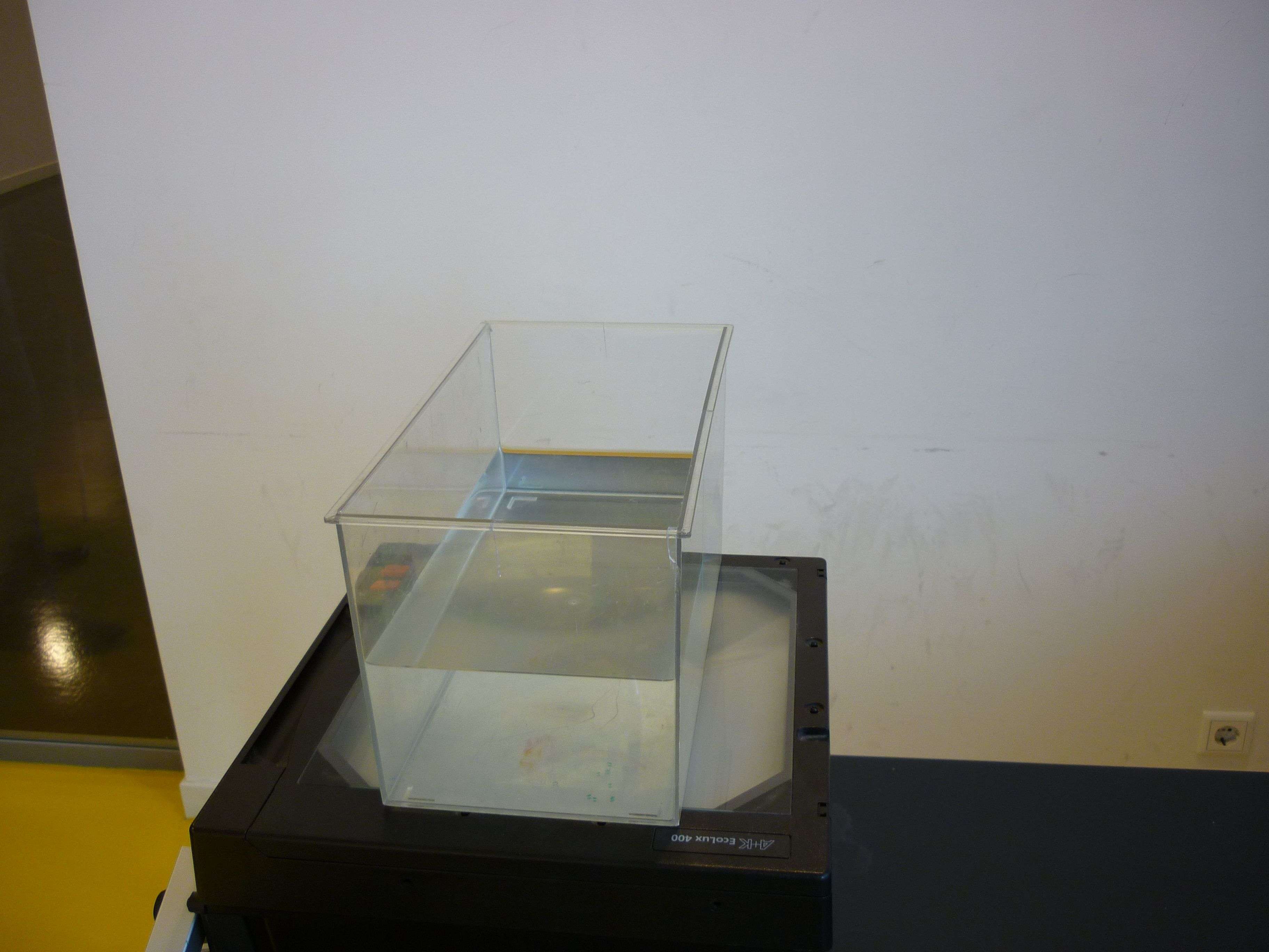 the setup, an aquarium on top of an overheadprojector